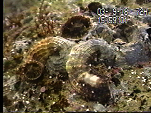 オオヘビガイの粘液糸を食べるクマドリゴカイ