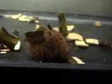 コシダカウニのデコレーティング行動