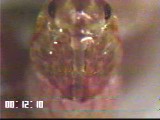 チャバネアオカメムシの胚脱皮