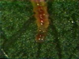ヒメハダニカブリケシハネカクシ幼虫のミカンハダニ卵捕食行動