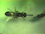 シロオビタマゴバチの交尾行動