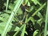 ベッコウバチに襲われるナガコガネグモ
