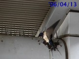 巣作りするツバメ