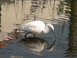 コサギの捕食