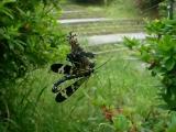 ゴミグモが網に飾った食べ残しのゴミを食べるヤマトシリアゲ