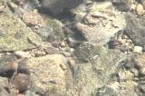 キバラヨシノボリの求愛行動