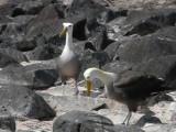 ガラパゴスアホウドリの求愛ディスプレイ