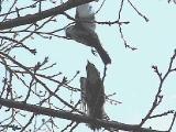 シジュウカラを攻撃するコゲラ