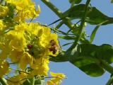 菜の花から蜜と花粉を集めるセイヨウミツバチ