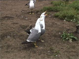 ウミネコのつがいで行われた長鳴きのデュエット