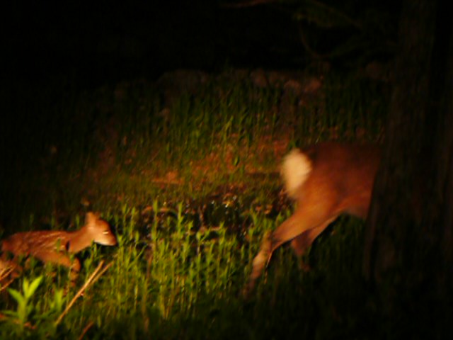 親ジカについて行く仔ジカ