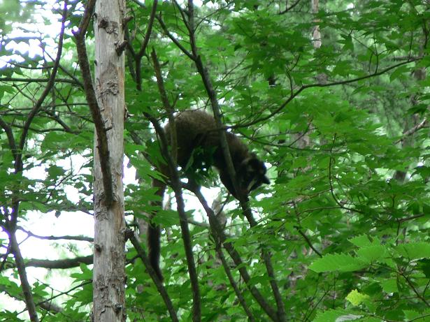 木を登り下りするハクビシン