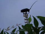 ナンテンの花の上で方向転換するゴマダラカミキリ