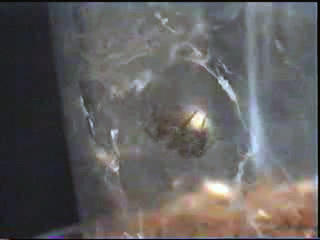 オキナワヤチグモの産卵