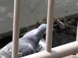 ドバトの相互羽づくろい