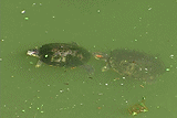 ミシシッピアカミミガメ、蓑亀の蓑（甲羅の藻）を食らう