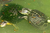 クサガメ、蓑亀になったミシシッピアカミミガメの蓑（甲羅の緑藻）を食べる