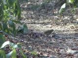 トラツグミの春のえさとり行動