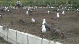 長鳴きのリスク