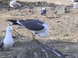 ウミネコの長鳴き