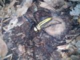 産卵穴を掘るオオジョロウグモ