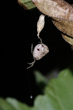 ムツトゲイセキグモの捕食行動と貯食行動