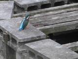 カワセミの横歩き