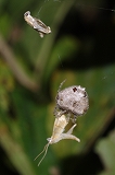 ムツトゲイセキグモの捕食行動と貯食行動（可視光バージョン）＜前編＞