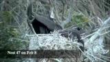 巣をめぐるカワウの闘争（長時間版）