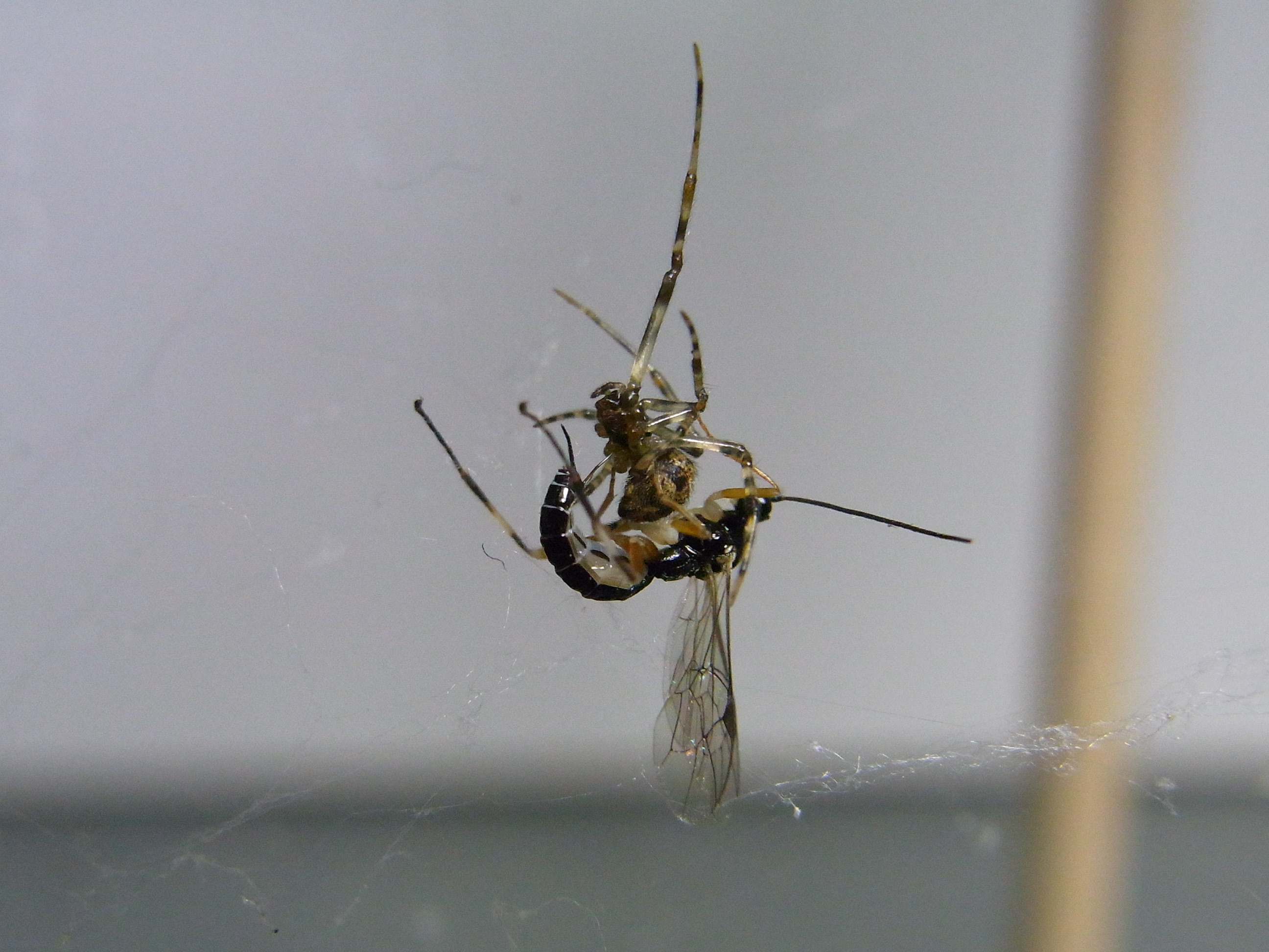 リクライニング型によってオオヒメグモを攻撃するマダラコブクモヒメバチ