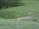 公園で土を集めるツバメ