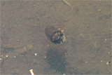 ハイイロゲンゴロウの遊泳
