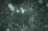 オットンガエルの卵を捕食するガラスヒバァ