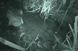 オットンガエルの卵を捕食するモクズガニ