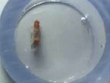 Drosophila santomea（メス）とDrosophila yakuba（オス）の異種間交尾終了時のstruggle
