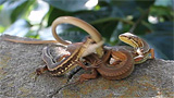 ニホンカナヘビの交尾と別のオスによる中断