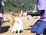 イヌの人に対する攻撃行動