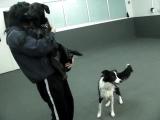 飼い主が他犬を触っている時のイヌの行動(「イヌの嫉妬」)