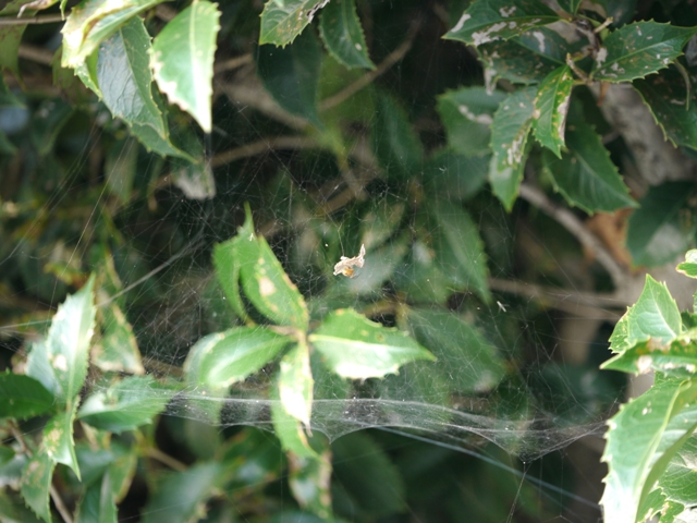 ニホンヒメグモのシート式不規則網による捕食様式