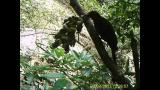 ノグチゲラSapheopipo noguchii（キツツキ科）によるウジルカンダMucuna macrocarpa（マメ科）の盗蜜