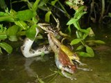 サキシママダラに捕食されるリュウキュウカジカガエル抱接ペア