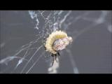 寄主であるギンメッキゴミグモを殺して網の上でまゆを作るニールセンクモヒメバチ