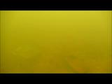 イタセンパラの闘争行動 -分離-