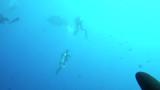 A manta ray unrolls its cephalic lobe upon encountering another manta.