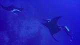 Two mantas perform a half-somersault and swim belly to belly after first approaching each other head-on.