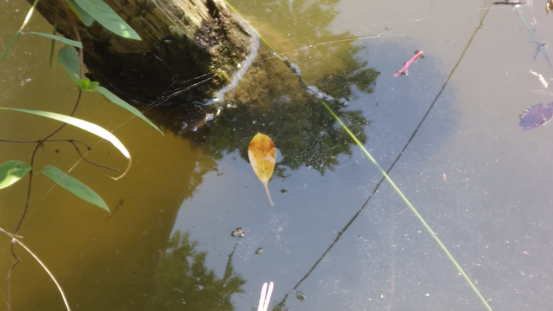 カムルチー稚魚の群れ