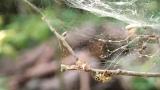 ムネグロサラグモの網へ侵入したデーニッツハエトリ幼体