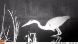 アオサギによるニホンアカガエルの捕食