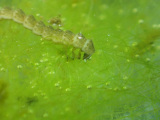 カミヤコガシラミズムシ幼虫によるアオミドロ属藻類の摂食行動