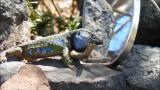 Mirror test made to a Gallotia galloti lizard in the north of Tenerife